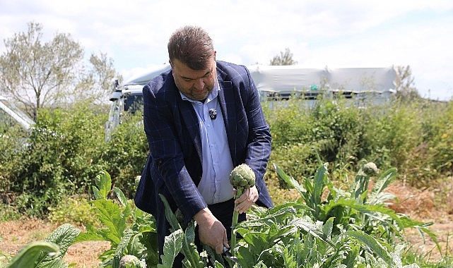 İlçenin önemli tarımsal üretim merkezlerinden Düzce Köyü’nde gerçekleşen hasada, Seferihisar Belediye Başkanı İsmail Yetişkin de